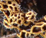 Polycephalomyces tomentosus image
