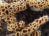 Polycephalomyces tomentosus image