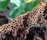 Polycephalomyces tomentosus image