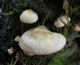 Crepidotus mollis image