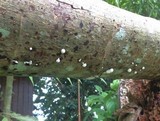Ceratiomyxa fruticulosa var. fruticulosa image
