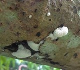 Ceratiomyxa fruticulosa var. fruticulosa image