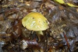 Boletus longicurvipes image