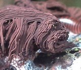 Stemonitis splendens image
