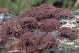 Stemonitis splendens image
