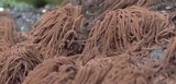 Stemonitis splendens image