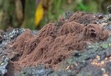 Stemonitis splendens image
