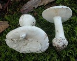 Amanita silvicola image