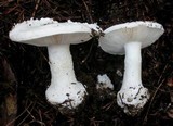 Amanita silvicola image