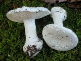 Amanita silvicola image