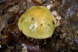 Boletus longicurvipes image