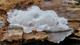 Antrodia sinuosa image