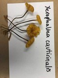 Xeromphalina cauticinalis image