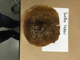 Suillus lakei image