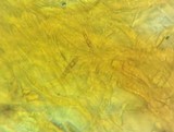 Merulius tremellosus image