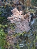 Phlebia radiata image