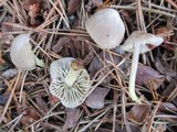 Mycena griseoviridis image