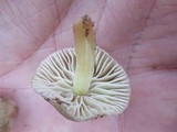Mycena griseoviridis image