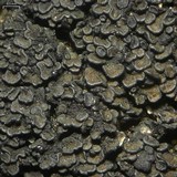 Psorula rufonigra image