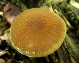 Psathyrella delineata image