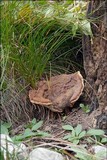 Ganoderma resinaceum image