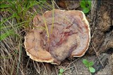 Ganoderma resinaceum image