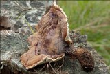 Ganoderma resinaceum image