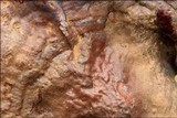 Ganoderma resinaceum image