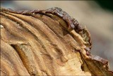 Ganoderma resinaceum image