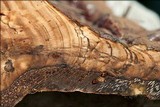 Ganoderma resinaceum image