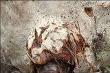 Ganoderma resinaceum image