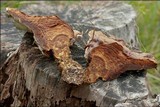 Ganoderma resinaceum image