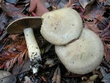 Cortinarius infractus image