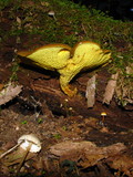 Boletinellus merulioides image