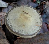 Cortinarius infractus image