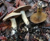 Cortinarius infractus image