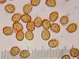 Cortinarius infractus image