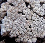 Xylobolus frustulatus image