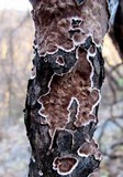 Peniophora albobadia image
