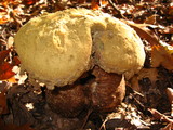 Calvatia craniiformis image