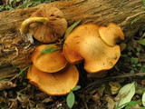 Gymnopilus luteus image