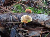 Gloeophyllum sepiarium image