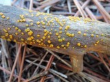 Dacrymyces stillatus image
