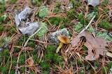 Hygrophorus boyeri image