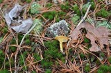 Hygrophorus boyeri image