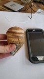 Fomitopsis officinalis image