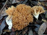 Ramaria gelatinosa image