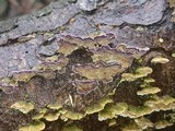 Trichaptum abietinum image