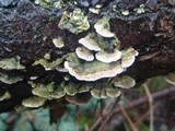 Trichaptum abietinum image