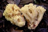 Ramaria rubiginosa image